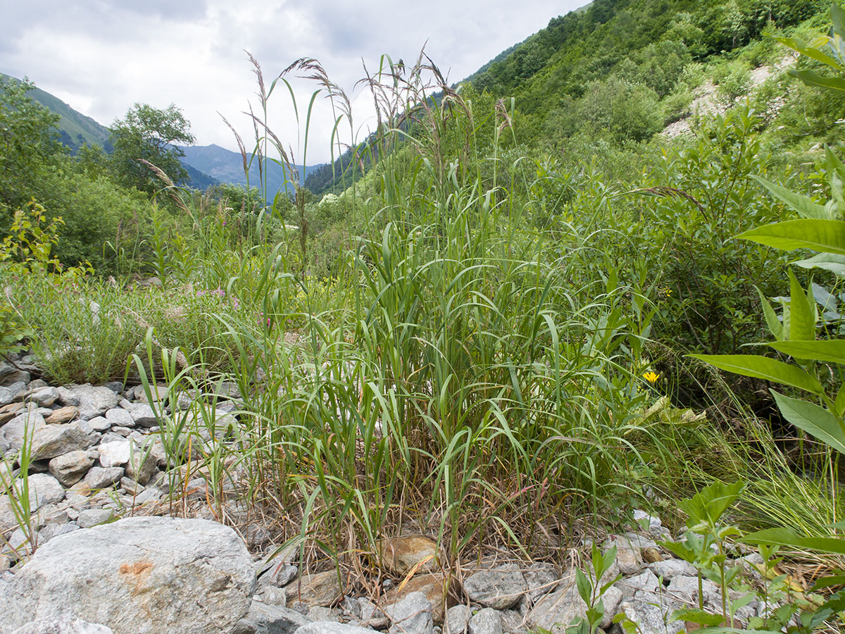 Изображение особи род Calamagrostis.