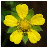 Potentilla reptans