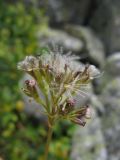 Valeriana alpestris