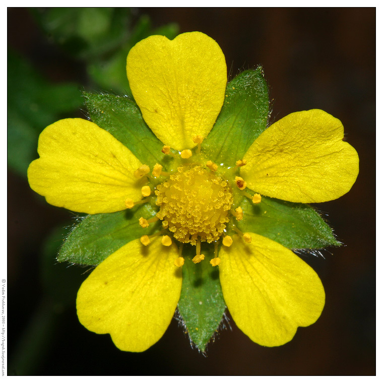 Image of Potentilla reptans specimen.