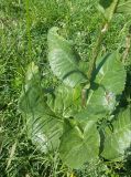 Ligularia thomsonii