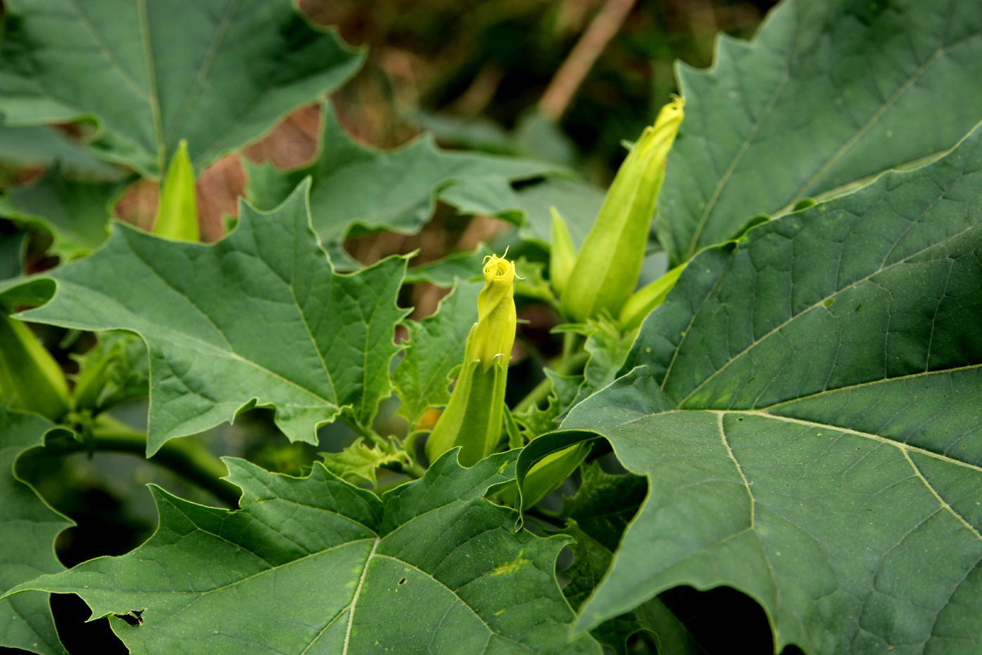 Изображение особи Datura stramonium.