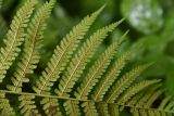 Dryopteris filix-mas. Часть вайи с сорусами (вид на абаксиальную поверхность). Республика Адыгея, правый берег р. Большой Руфабго, окр. скалы Парус, заросшее место для пикника в лесу. 27 июля 2022 г.