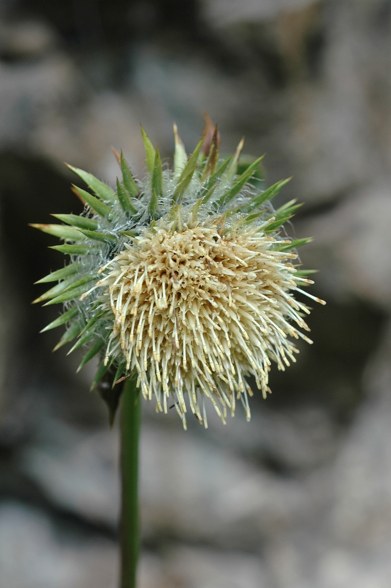 Image of Alfredia acantholepis specimen.