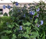 Symphytum caucasicum. Верхушки цветущего растения. Магаданская обл., г. Магадан, на газоне. 24.07.2020.