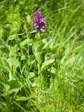 Dactylorhiza euxina. Цветущее растение. Карачаево-Черкесия, Урупский р-н, Кавказский биосферный заповедник, Имеретинский горный узел, СВ склон пика Ставрополь, верхняя стоянка Имеретинской тропы, ≈ 2400 м н.у.м., альпийский луг. 28.07.2022.