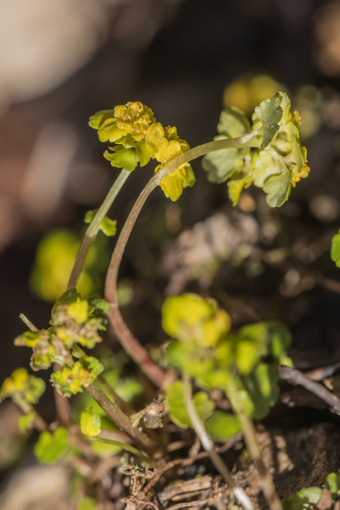 Image of Chrysosplenium alternifolium specimen.