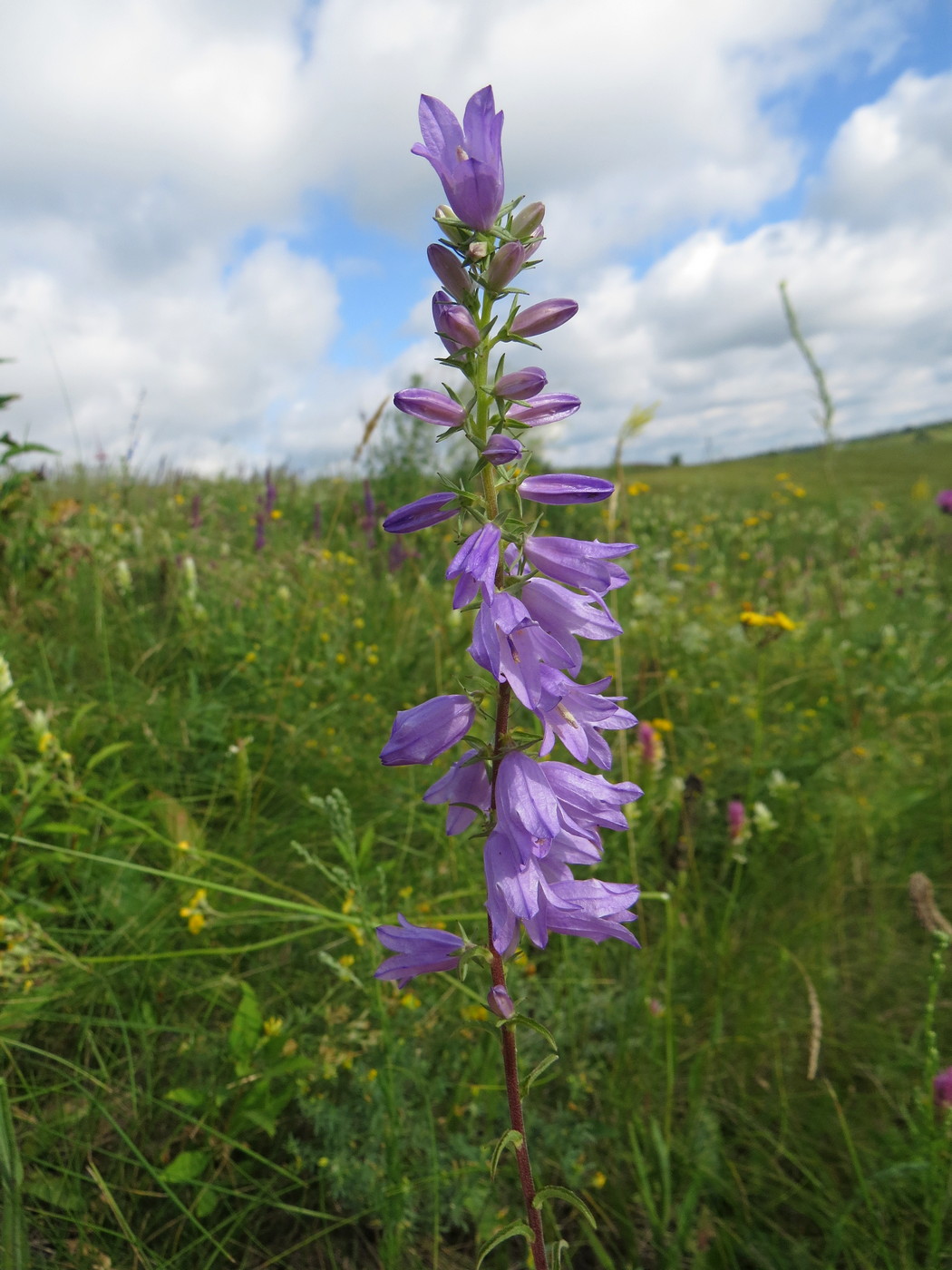 Изображение особи Campanula bononiensis.