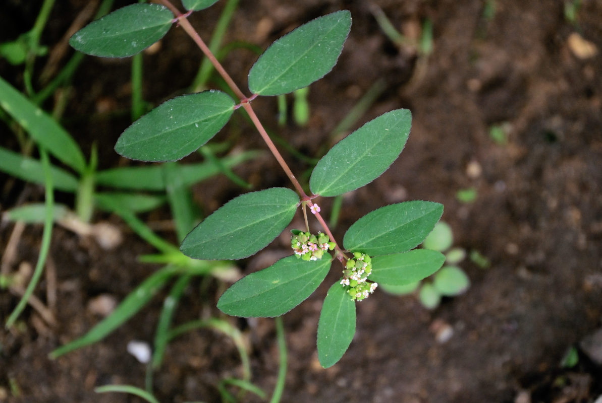 Изображение особи Euphorbia hypericifolia.