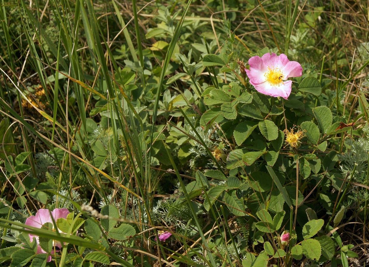 Изображение особи Rosa gallica.