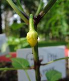 Capsicum annuum. Завязавшийся плод. Москва, Перово, Перовский парк, детский клуб, проект \"Дача в большом городе\", в культуре. 11.09.2017.