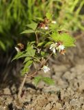 Rubus komarovii. Цветущее растение. Приморский край, Чугуевский р-н, верховье р. Извилинка, подножье горы Снежная, выс. 770 м н.у.м., обочина дороги. 24.06.2023.