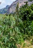 Cannabis sativa разновидность spontanea. Верхушка цветущего растения. Ингушетия, Джейрахский р-н, с. Эгикал, ≈ 1200 м н.у.м., луговой склон. 24.07.2022.
