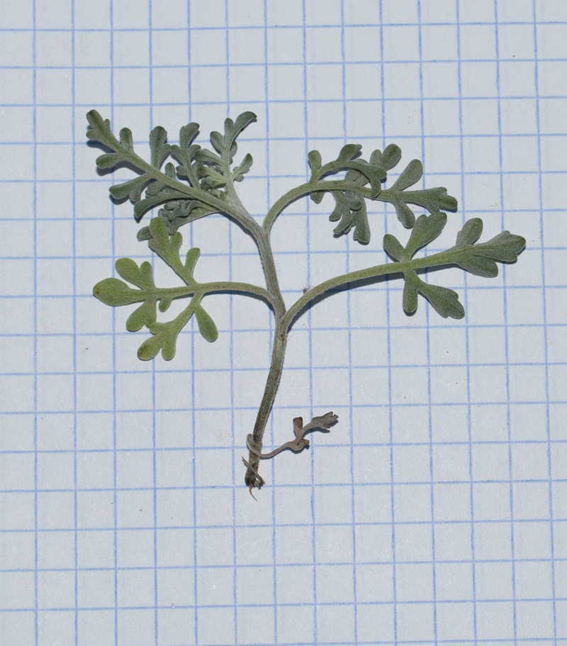 Image of Ambrosia chamissonis specimen.