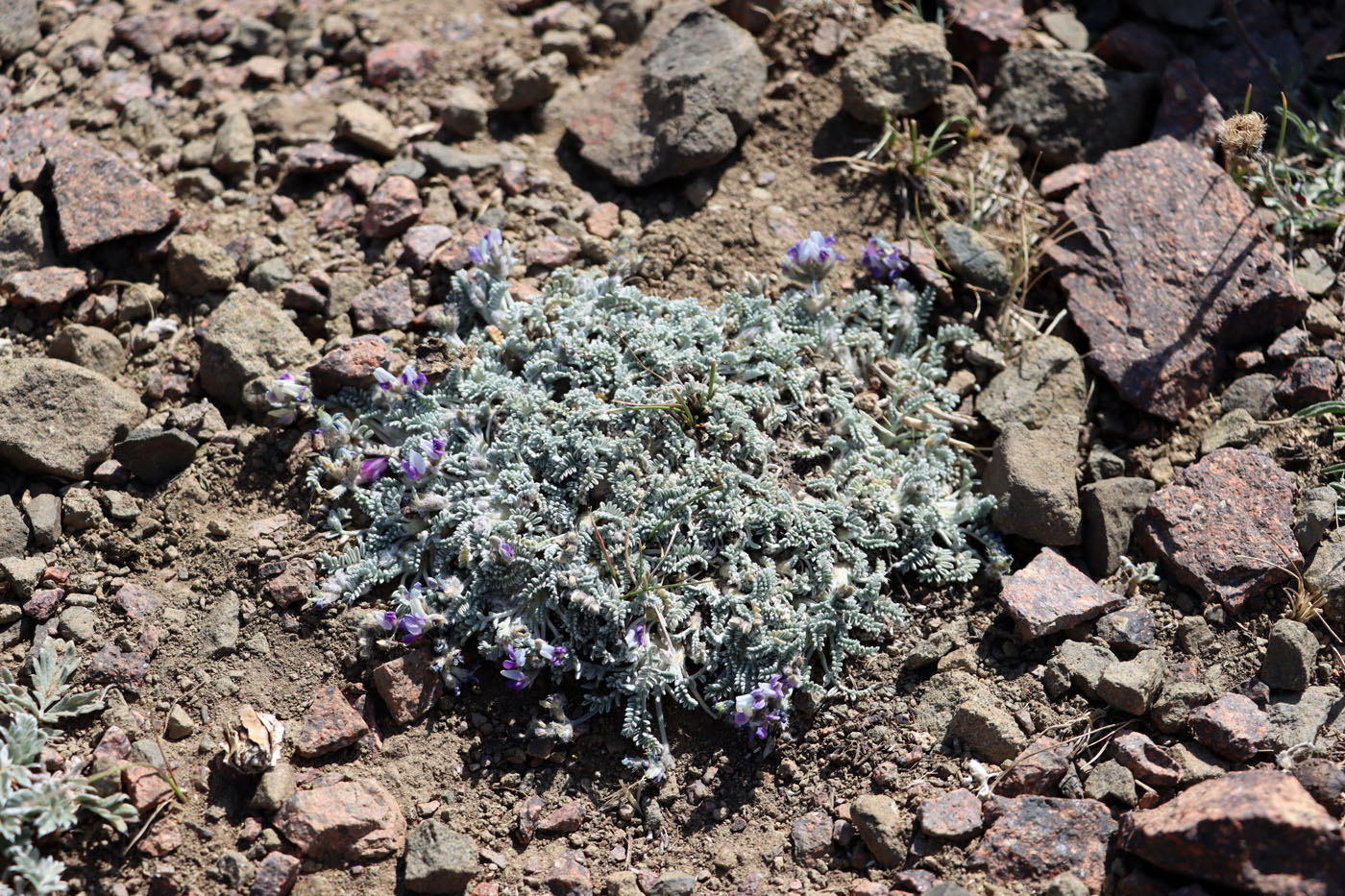 Image of Oxytropis leucocyanea specimen.