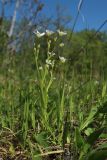 Stellaria holostea