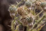 Cirsium echinus. Соплодия с клопом-солдатиком. Кабардино-Балкария, Эльбрусский р-н, пик Терскол, ≈ 2600 м н.у.м., земляной склон. 22.08.2023.