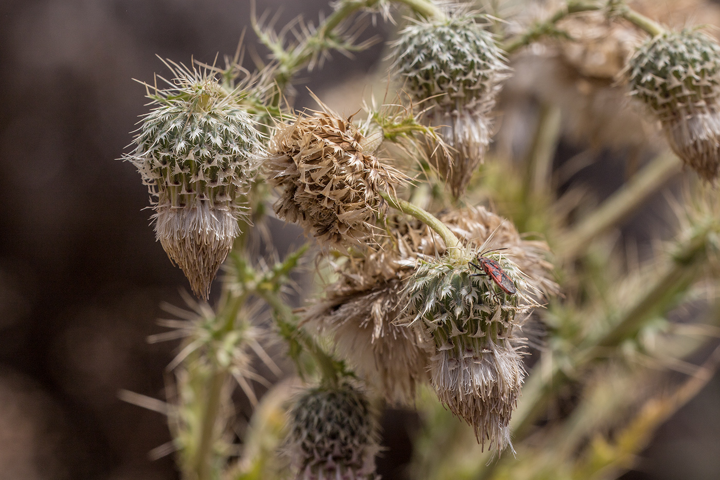 Изображение особи Cirsium echinus.