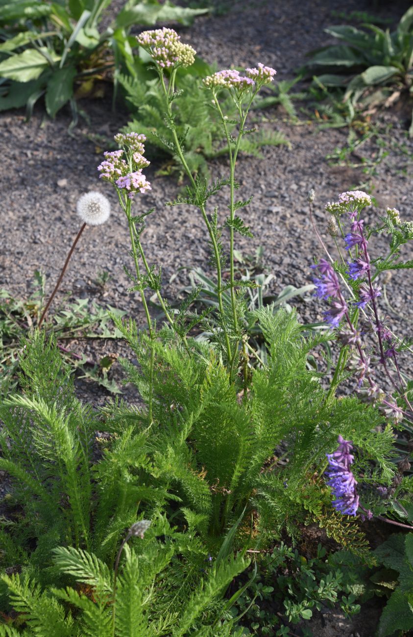 Изображение особи Achillea millefolium.