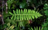 Polypodium vulgare. Спороносящая вайя. Грузия, Имеретия, окр. монастыря Моцамета, широколиственный лес. 14.06.2023.