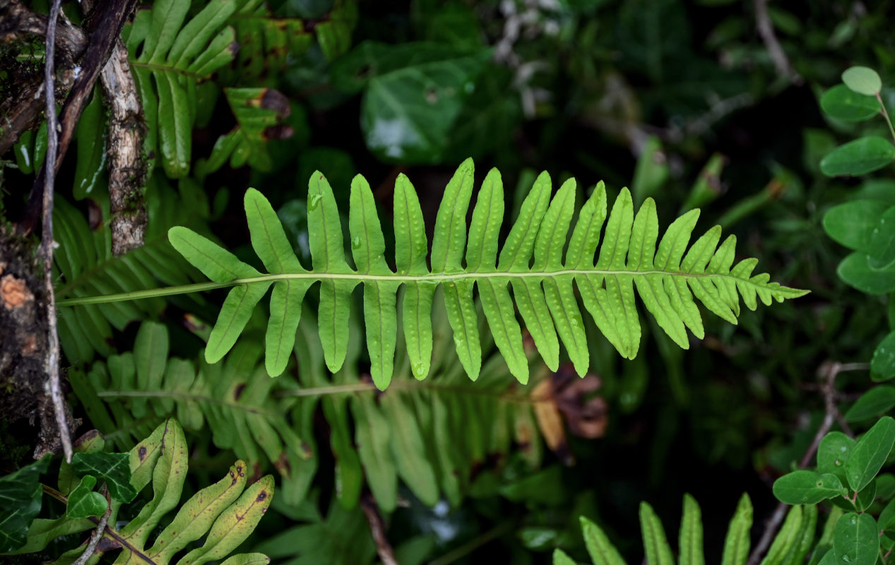 Изображение особи Polypodium vulgare.