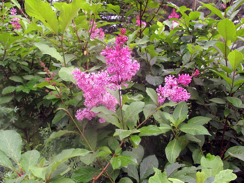 Image of Syringa &times; prestoniae specimen.