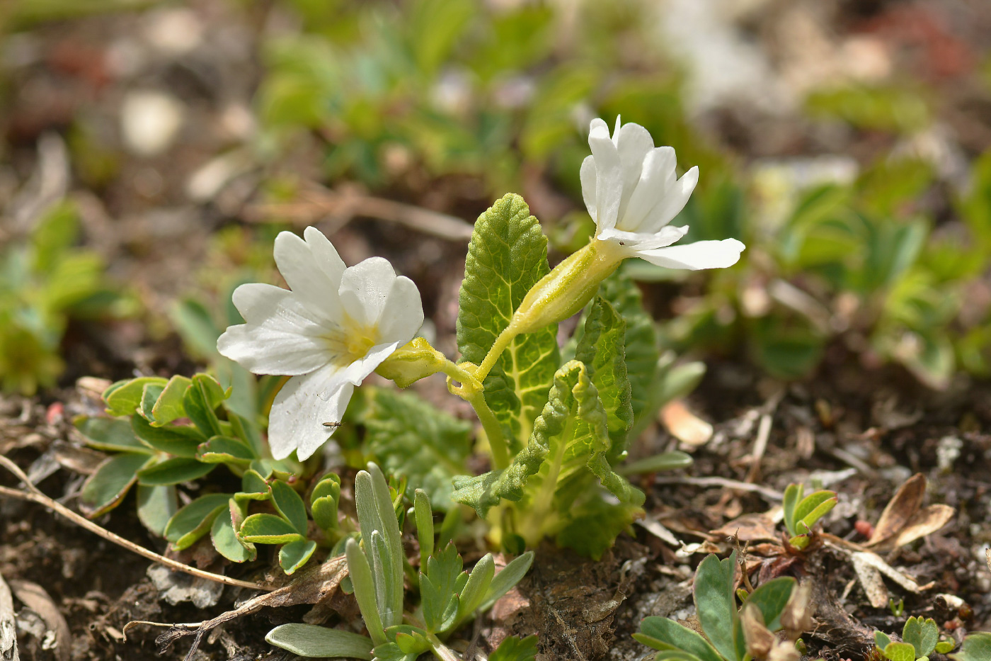 Изображение особи род Primula.