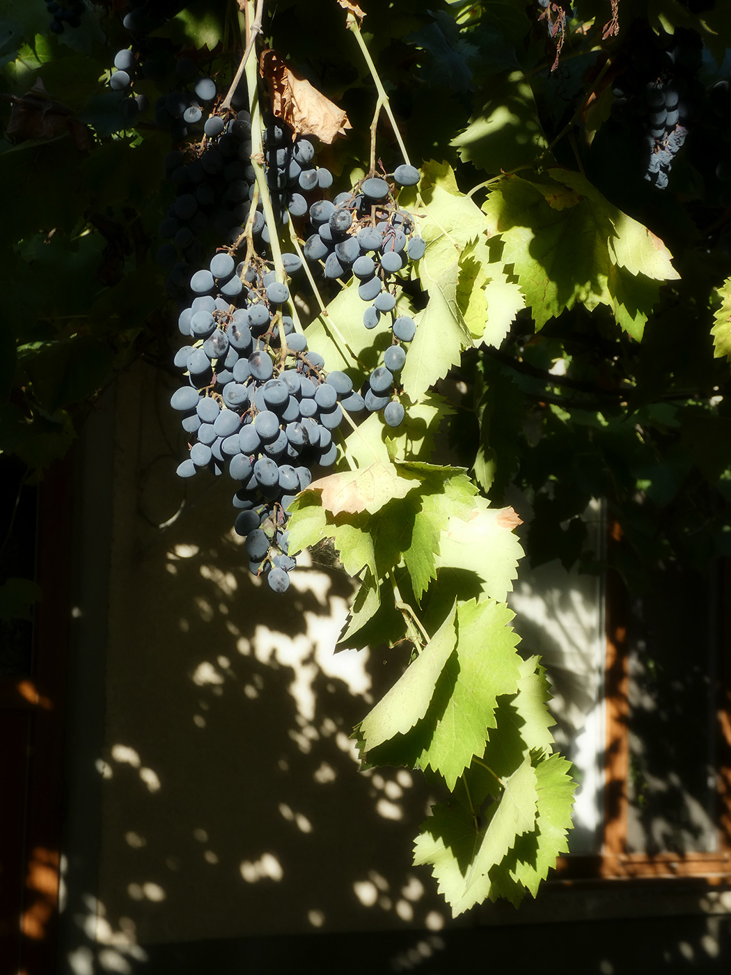 Image of Vitis vinifera specimen.