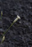 Image of taxon representative. Author is Александр Лебедев
