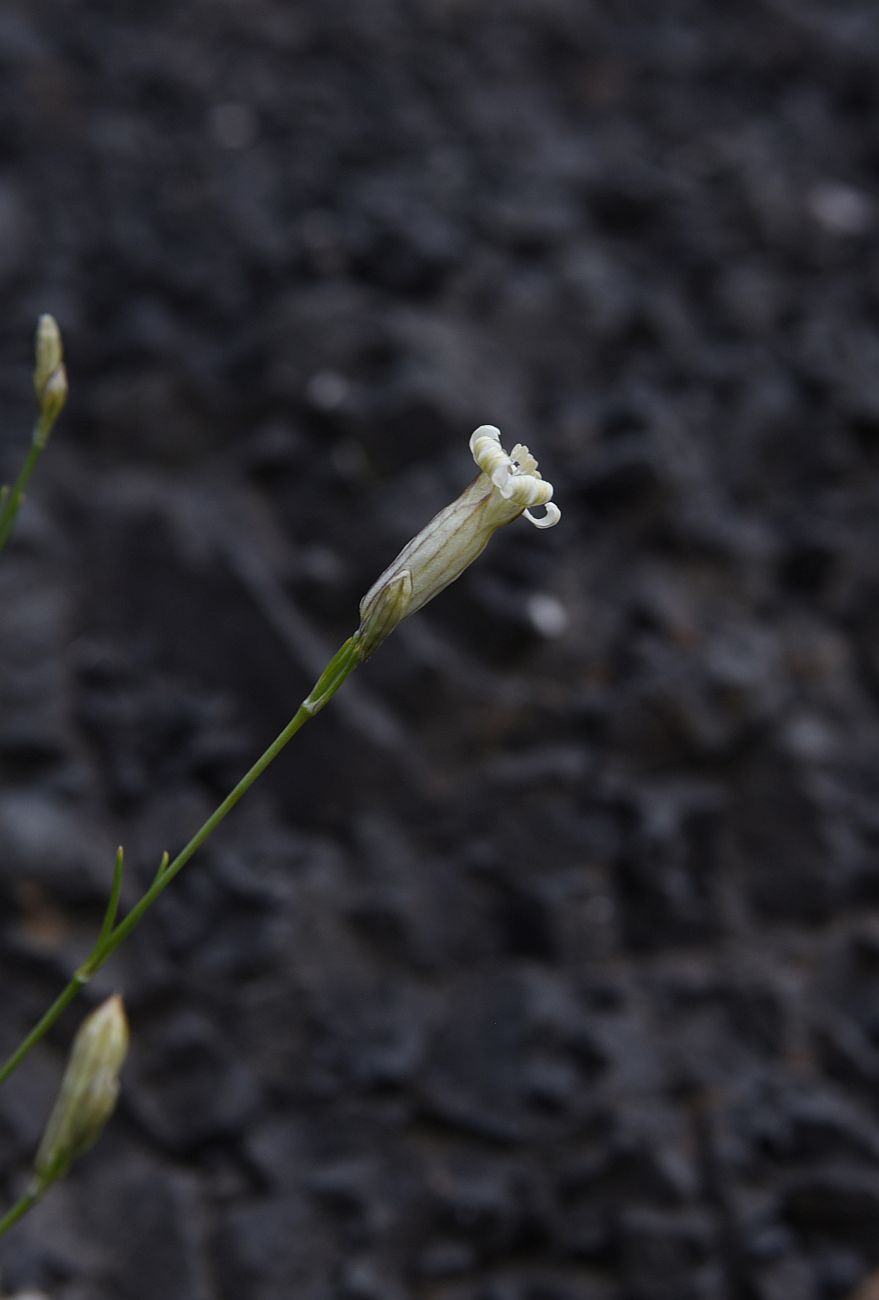 Image of Silene linearifolia specimen.