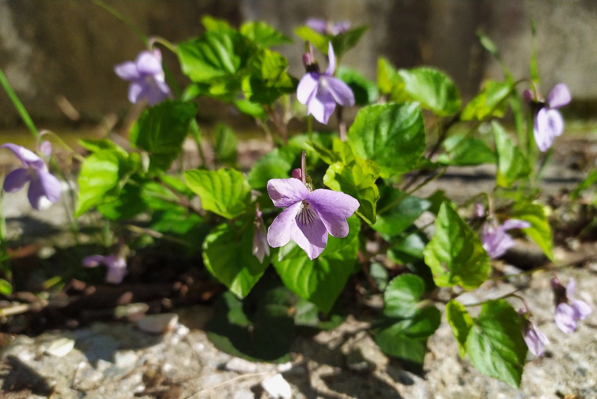 Изображение особи Viola reichenbachiana.