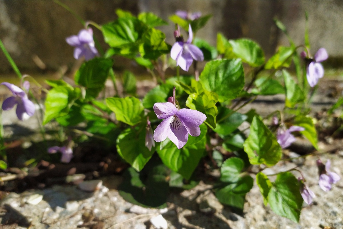 Image of Viola reichenbachiana specimen.