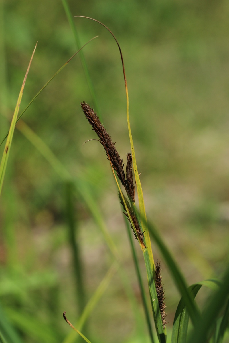 Изображение особи Carex acuta.