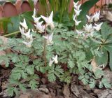 Dicentra cucullaria