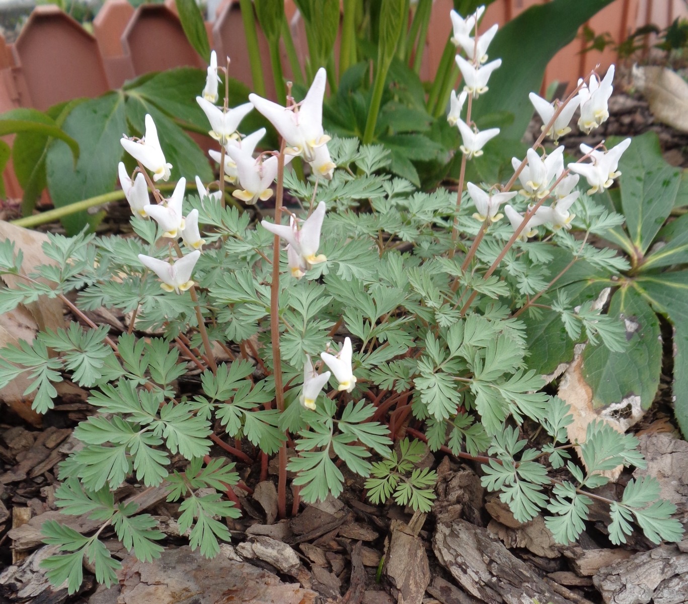 Image of Dicentra cucullaria specimen.