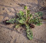 Taraxacum officinale. Растение с нераспустившимися соцветиями. Пермский край, Оханский р-н, Тулумбаихинское сельское поселение, Кунчурихинский бор, песчаный берег. 03.05.2023.