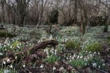 Galanthus plicatus. Цветущие растения. Крым, Севастополь, окр. Балаклавы, смешанный лиственный лес. 23.02.2024.