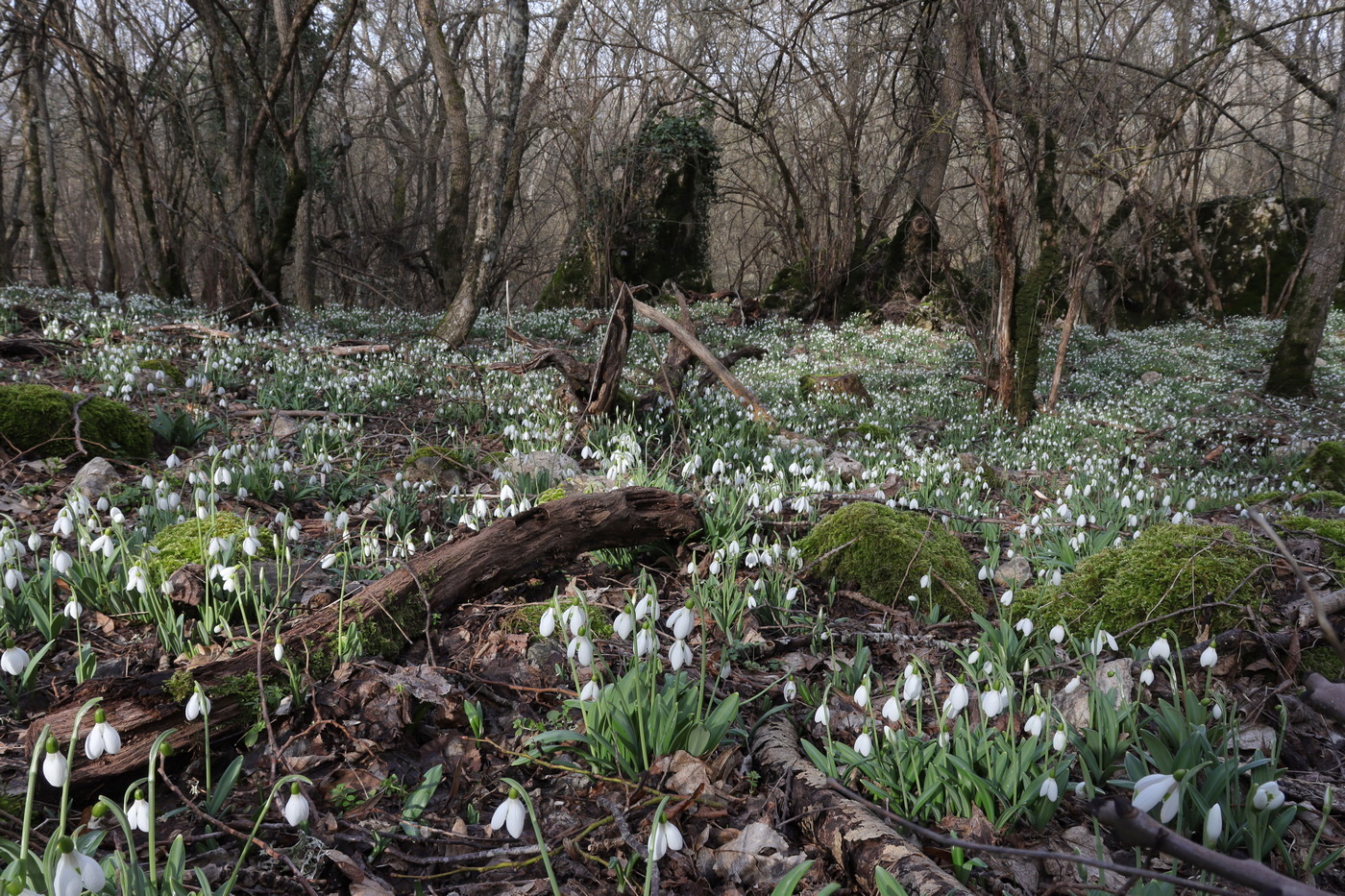 Изображение особи Galanthus plicatus.