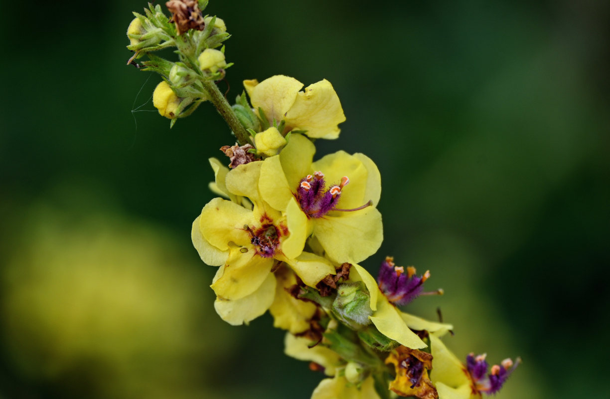 Image of Verbascum marschallianum specimen.