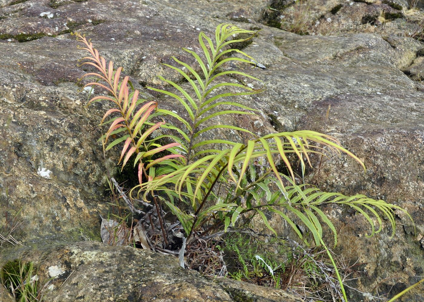 Image of Pteris vittata specimen.