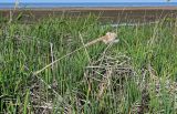 genus Typha. Вегетирующие растения и прошлогодний сухой стебель с распадающимся соплодием. Дагестан, Магарамкентский р-н, окр. с. Приморский, песчаный пляж, берег ручья. 05.05.2022.