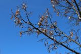 род Tilia