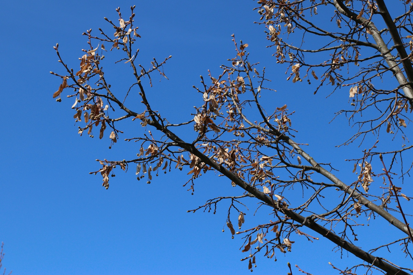 Image of genus Tilia specimen.