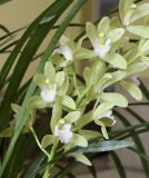 род Cymbidium