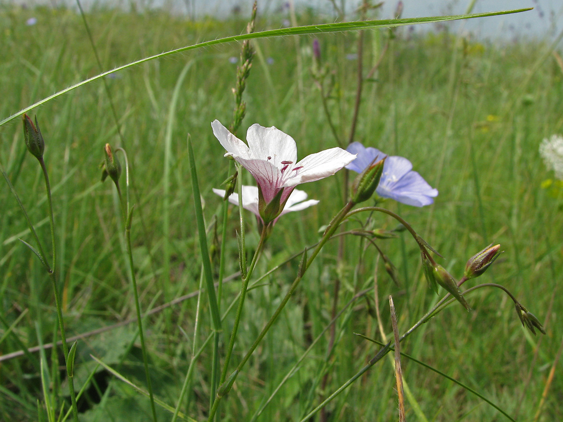 Изображение особи Linum tenuifolium.