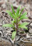 семейство Brassicaceae. Бутонизирующее угнетённое растение в придорожном ивняке. ЯНАО, г. Салехард, обочина дороги. 10.06.2024.