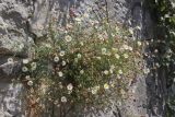 Erigeron karvinskianus. Цветущие и плодоносящие растения. Крым, г. Ялта, русло р. Учан-Су, на стене. 07.07.2024.