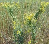 Linaria genistifolia