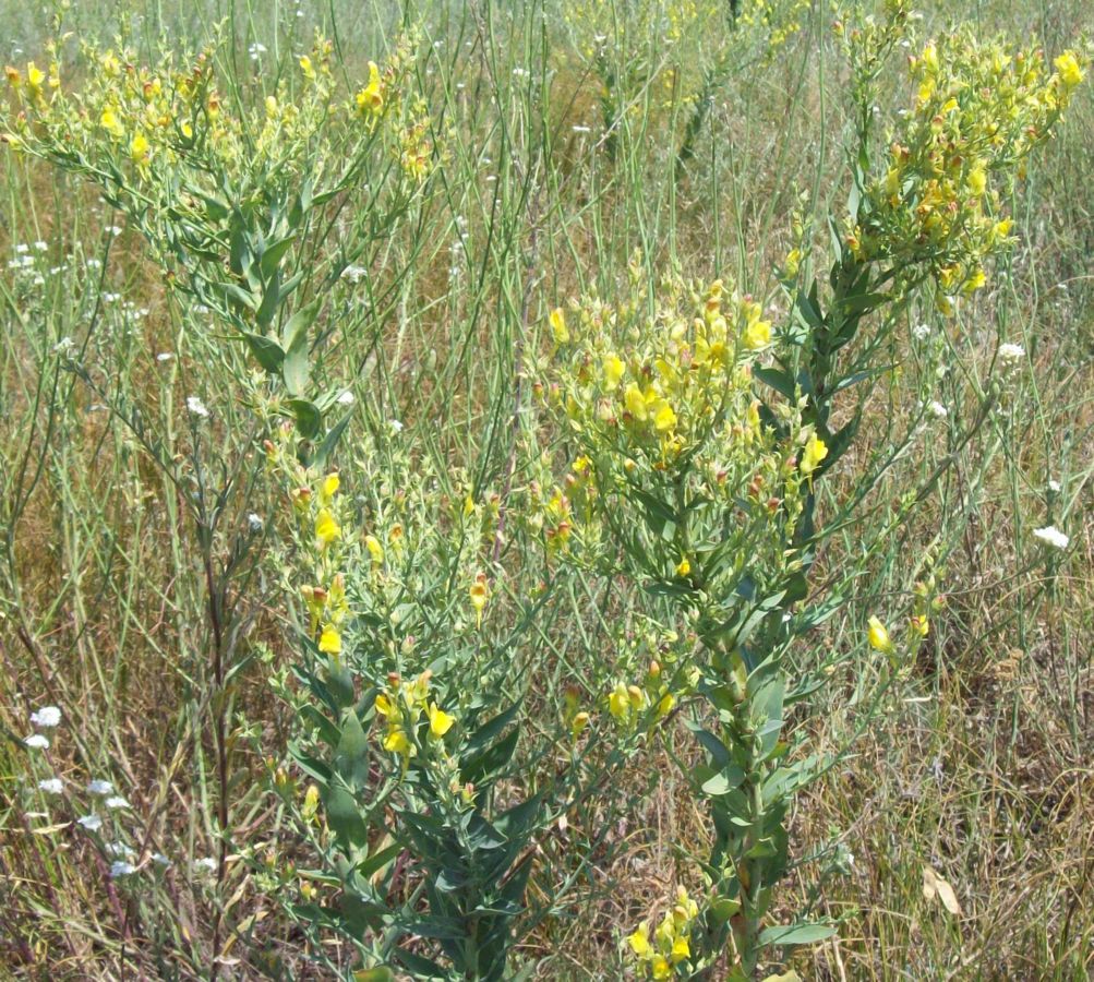 Image of Linaria genistifolia specimen.