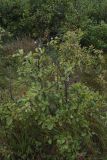 Prunus spinosa
